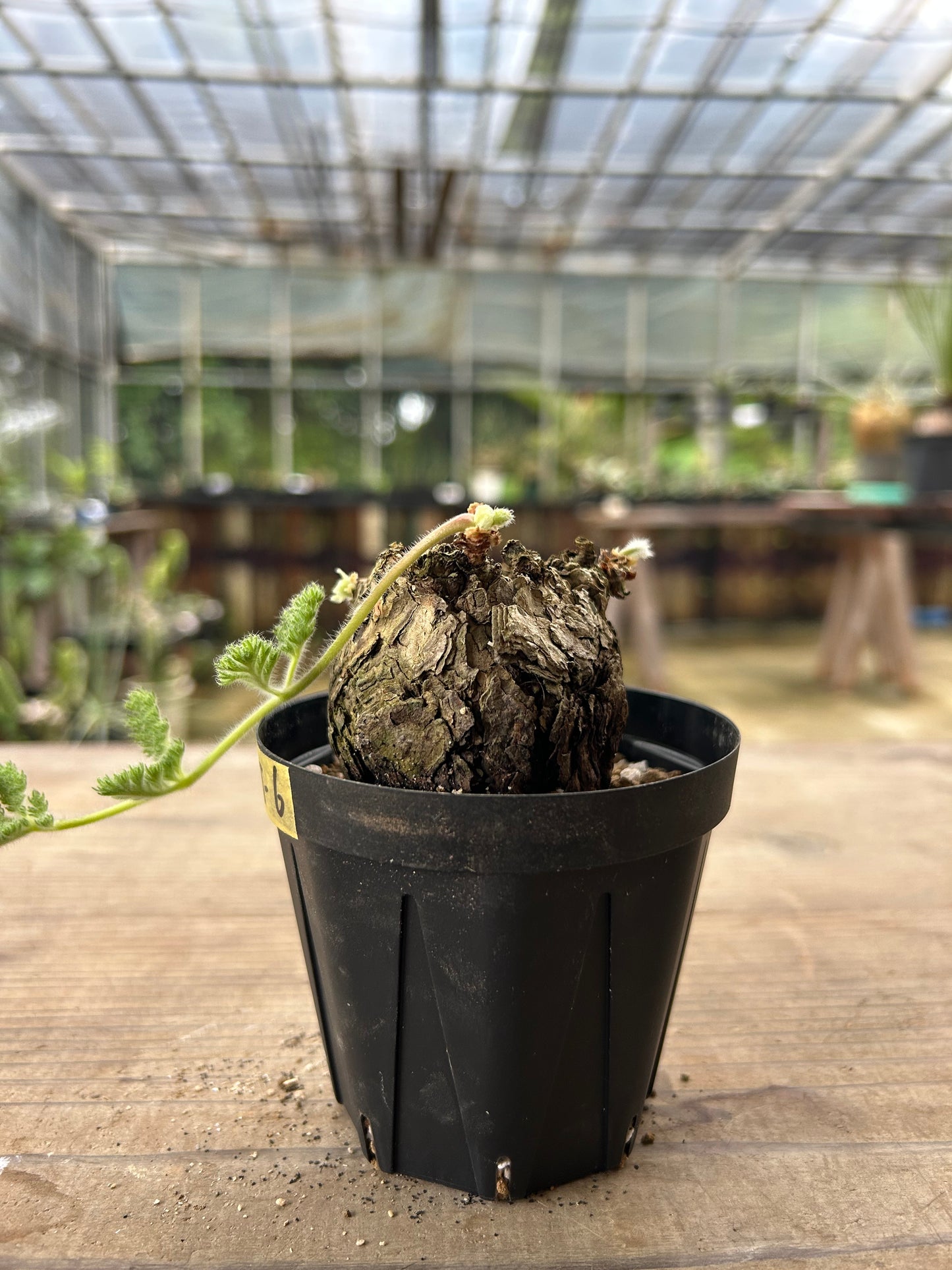 PT-6  ペラルゴニウム・トリステ