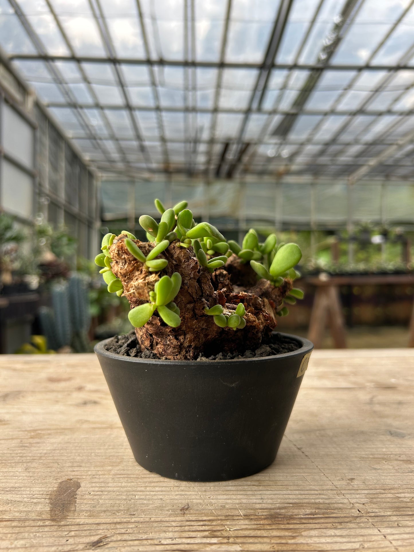 CP-14  ケラリア・ピグマエア