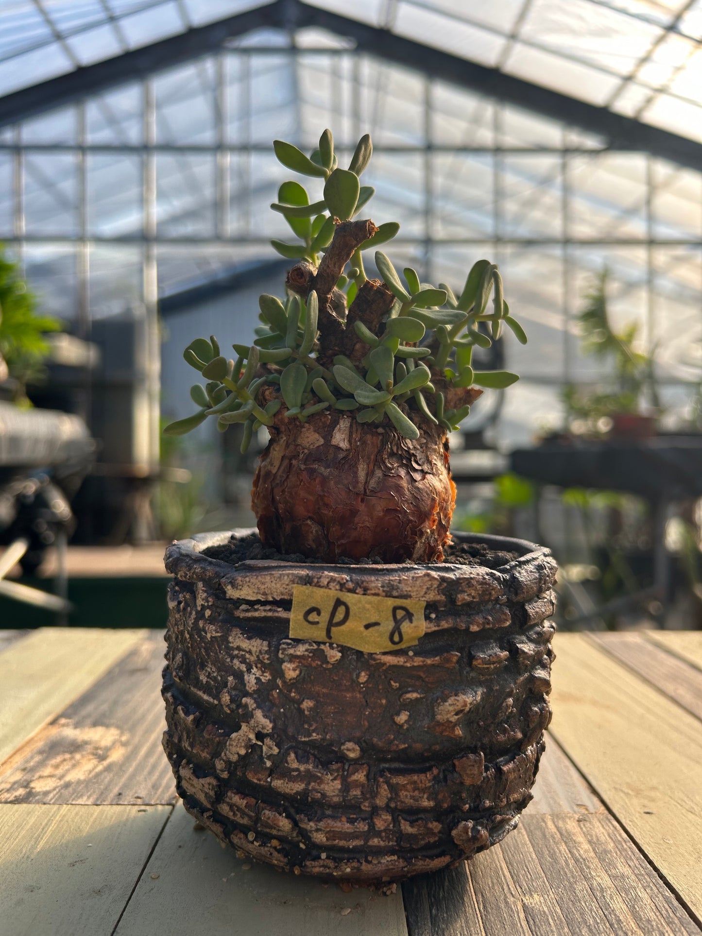 CP-8 ケラリア・ピグマエア