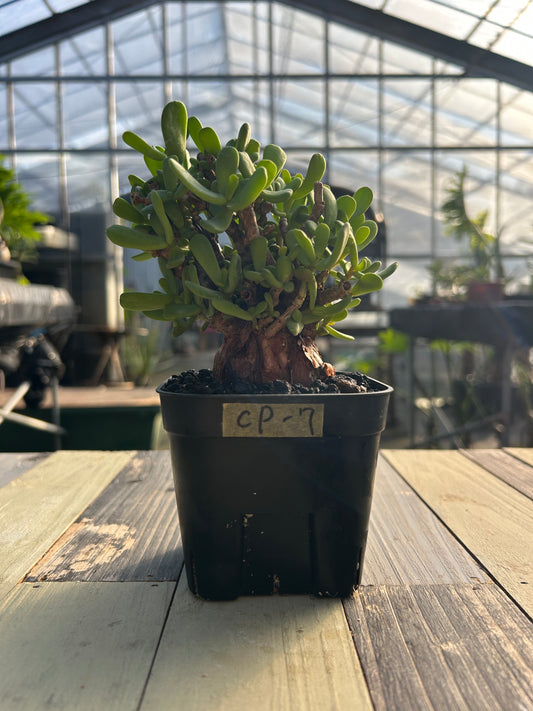 CP-7 ケラリア・ピグマエア