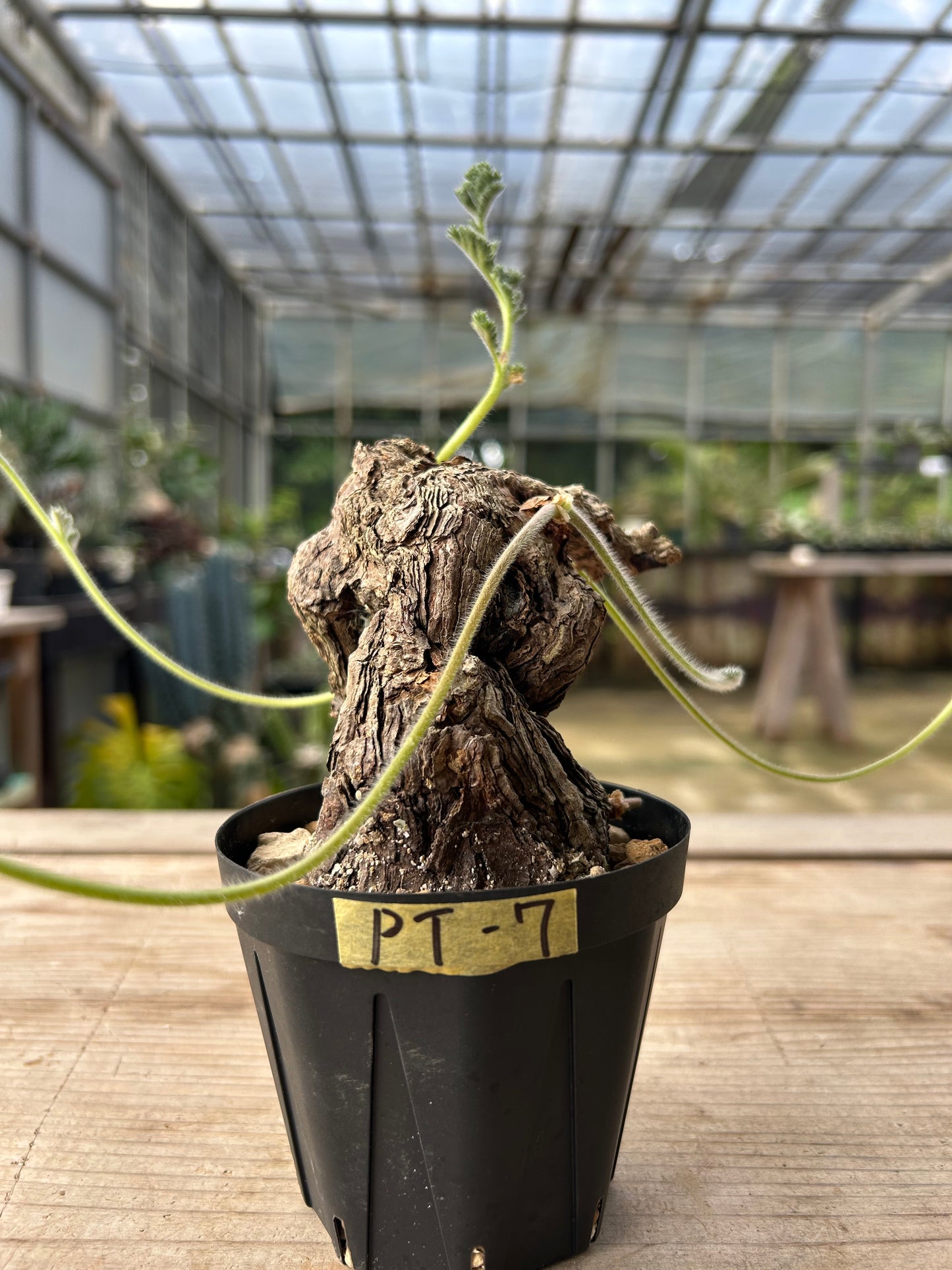 PT-7  ペラルゴニウム・トリステ