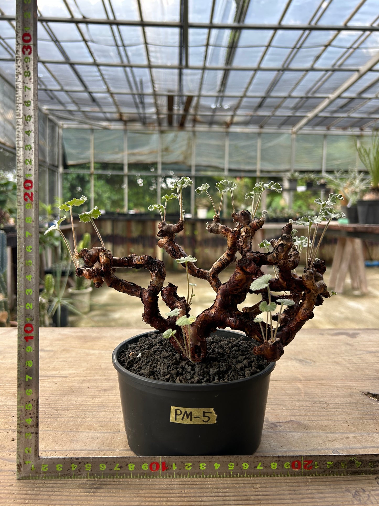 PM-5 ペラルゴニウム・ミラビレ