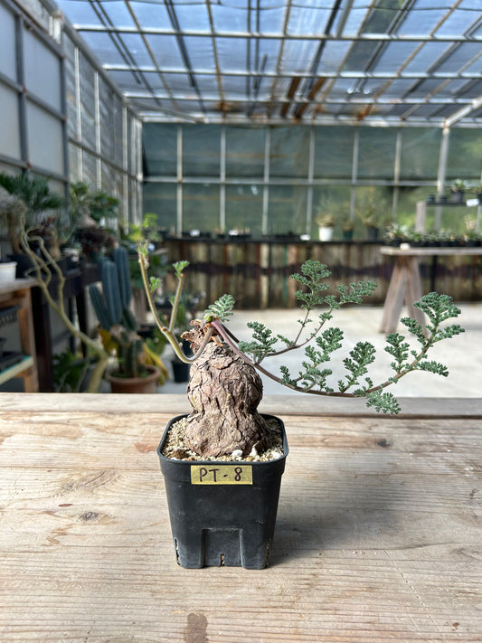 PT-8 ペラルゴニウム・トリステ