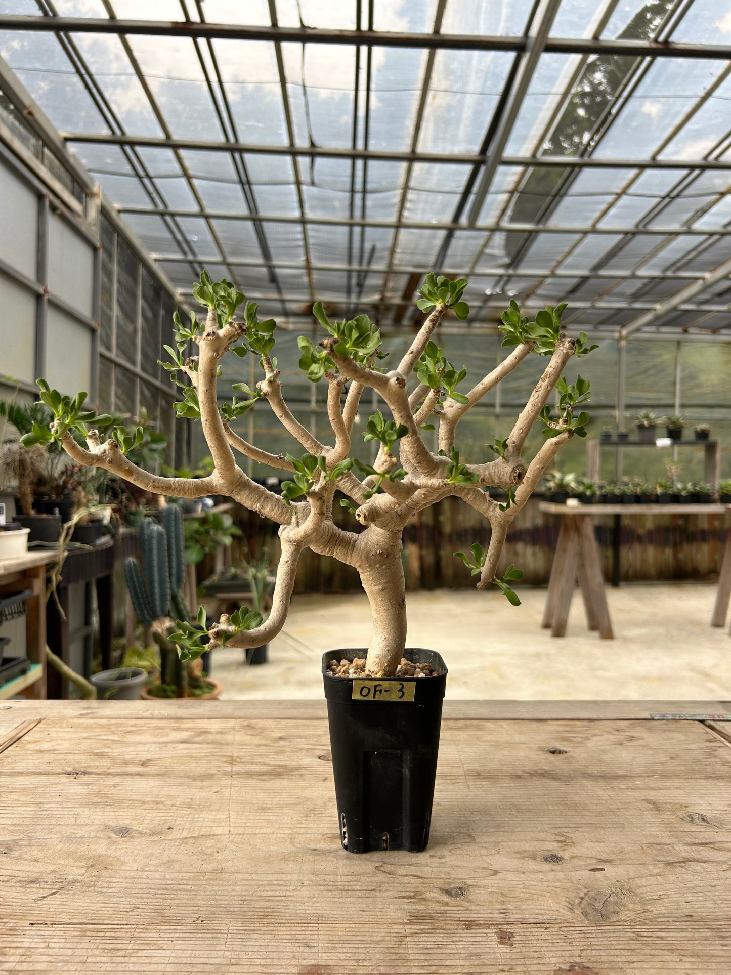 OF-3 オトンナ・フルカタ