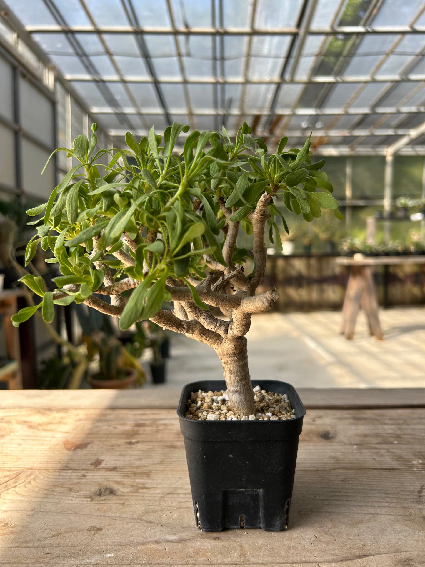 OF-1 オトンナ・フルカタ