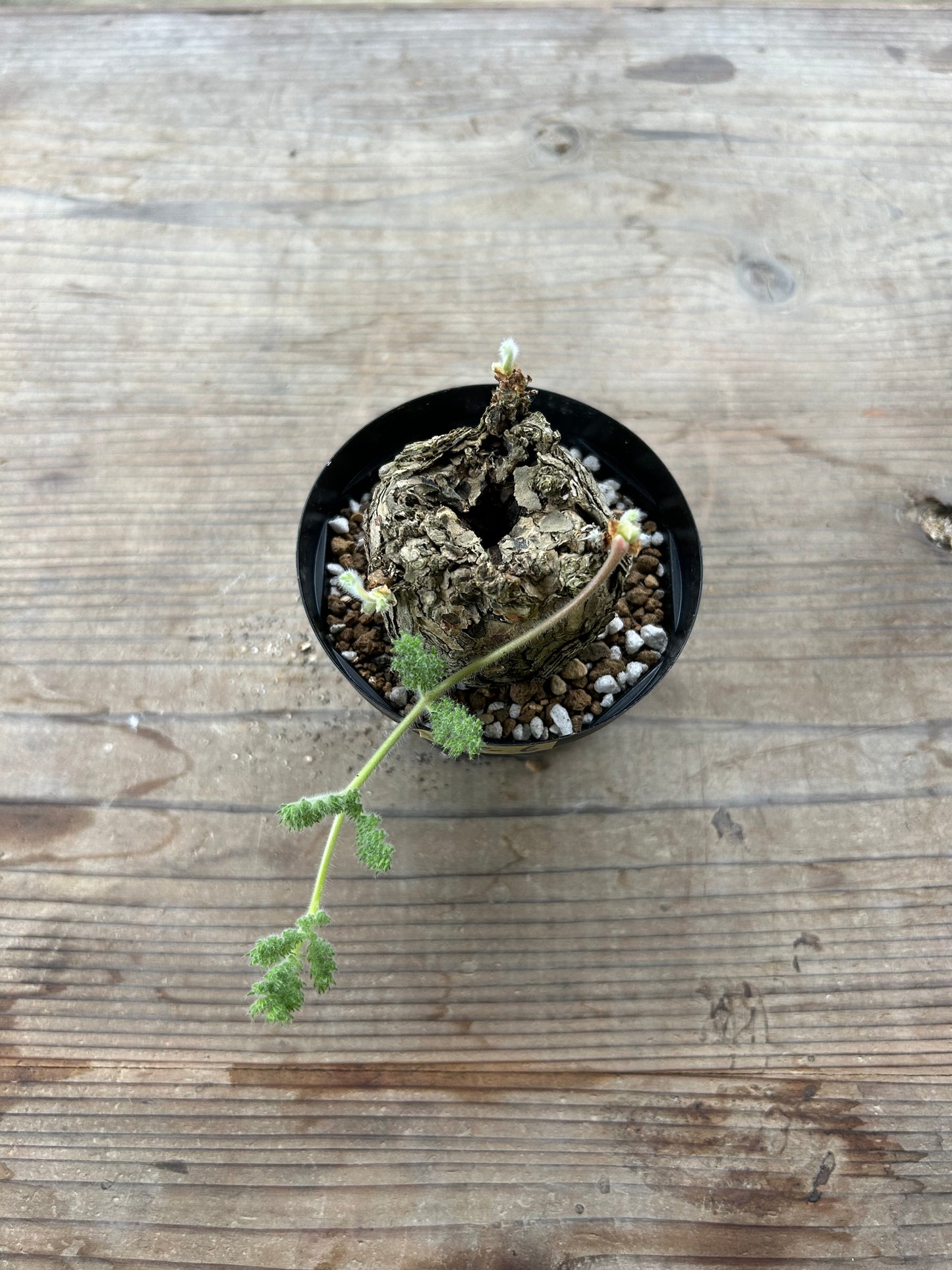 PT-6  ペラルゴニウム・トリステ