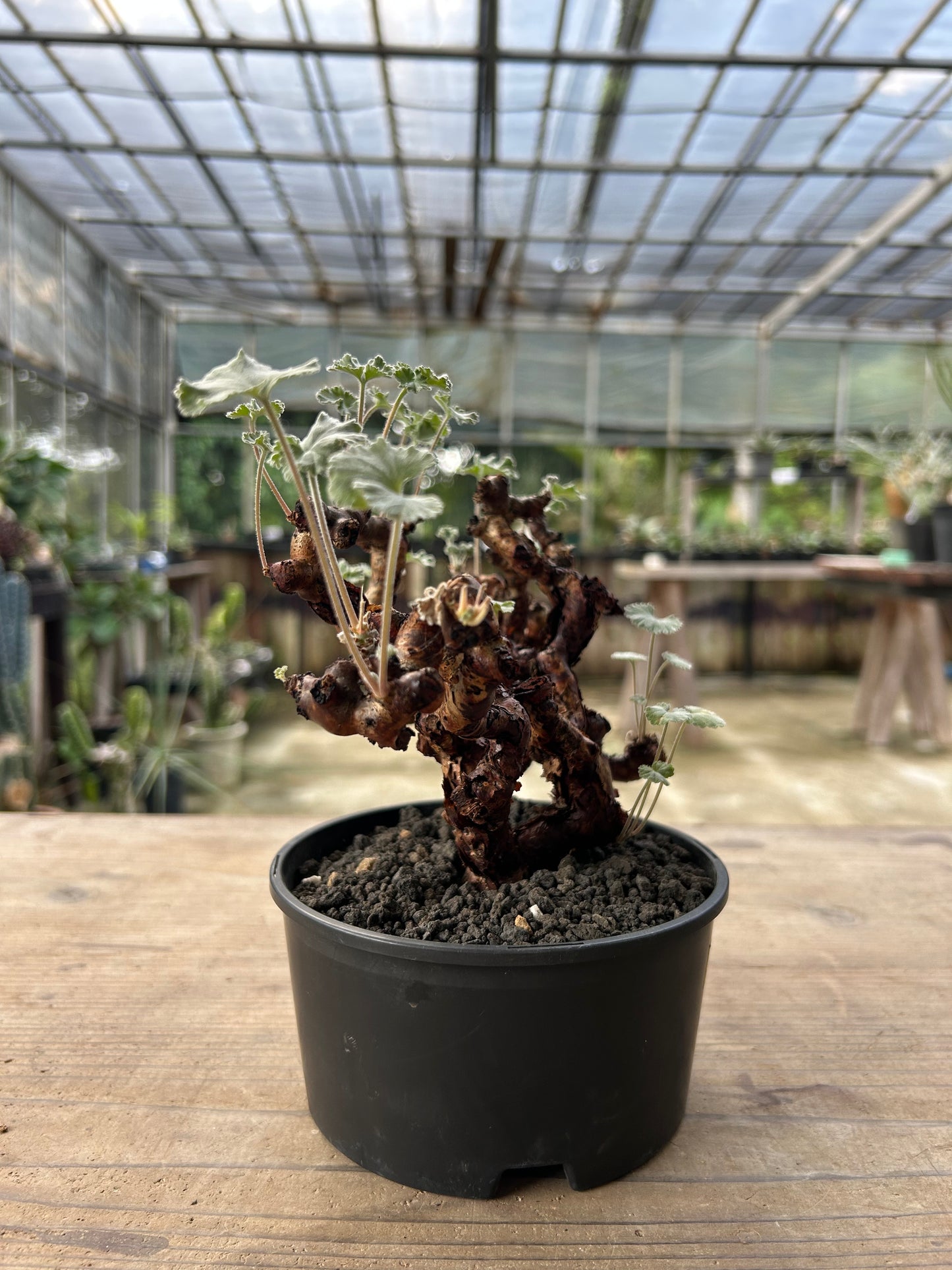 PM-5 ペラルゴニウム・ミラビレ