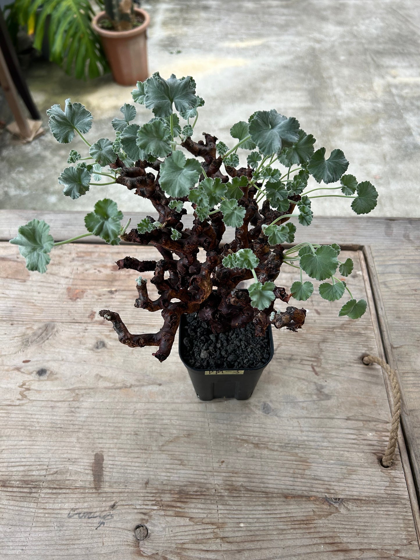 PM -3  ペラルゴニウム・ミラビレ