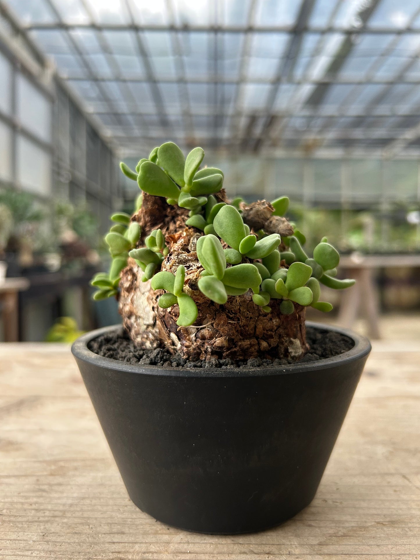 CP-13  ケラリア・ピグマエア