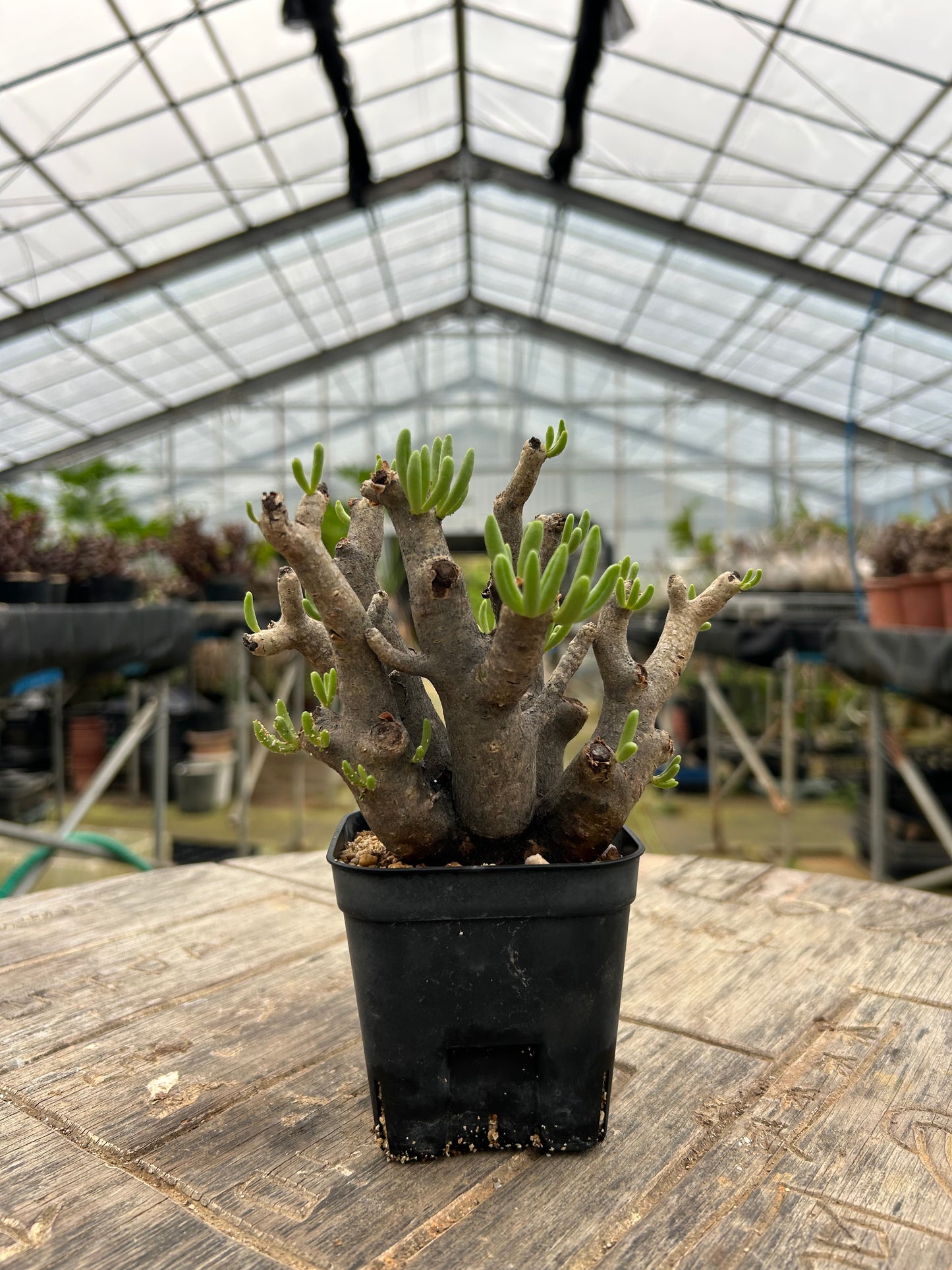 TH-1  チレコドン・ハリー