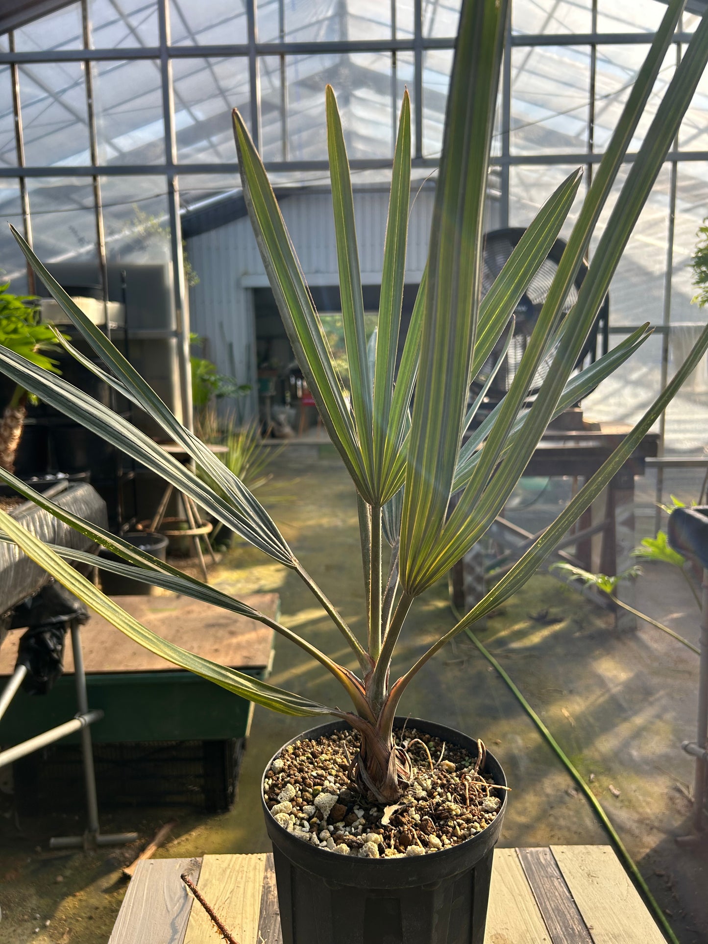 BS-1￼ビスマルキア　ノビリス　シルバー　