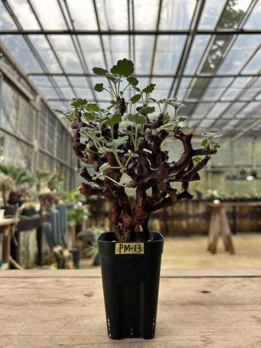 PM-13 ペラルゴニウム・ミラビレ