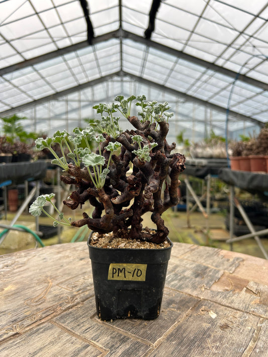 PM-10  ペラルゴニウム・ミラビレ