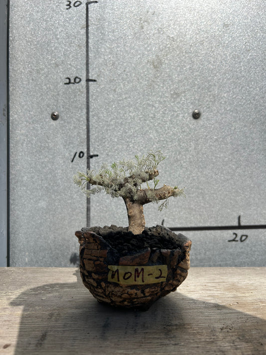 MOM-2  モンソニア・ムルチフィダ