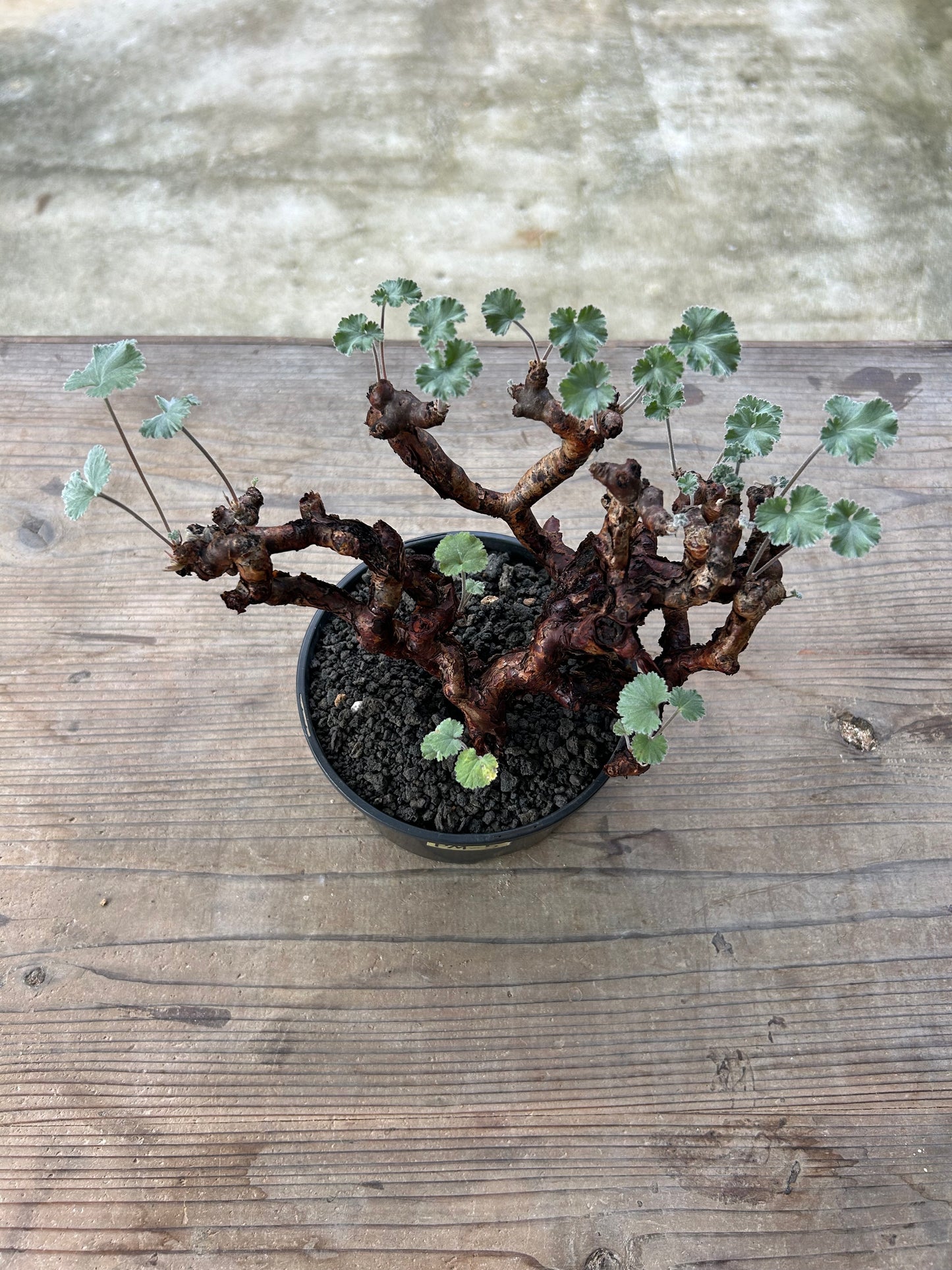 PM-5 ペラルゴニウム・ミラビレ