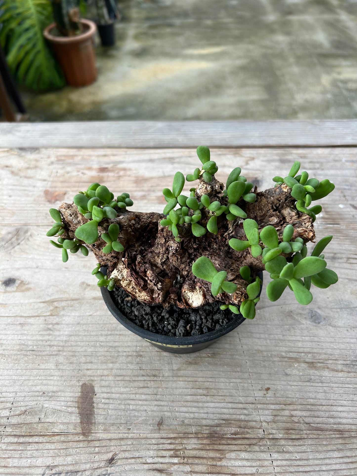 CP-14  ケラリア・ピグマエア