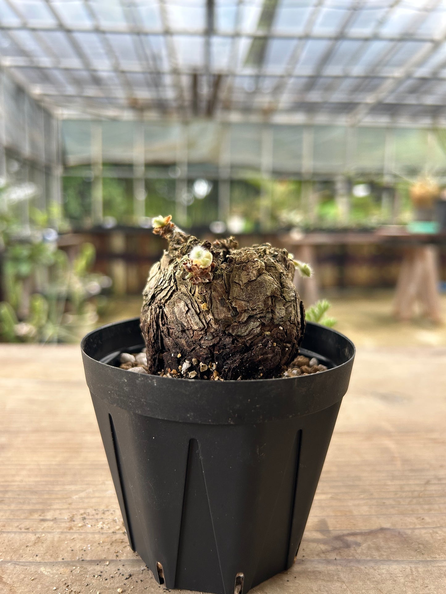 PT-6  ペラルゴニウム・トリステ