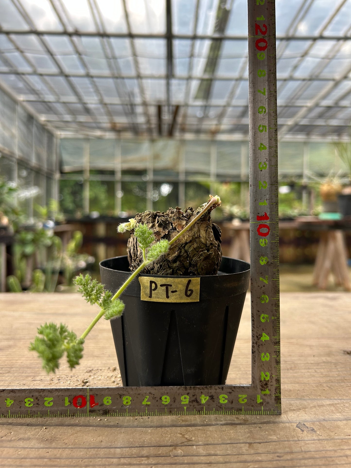 PT-6  ペラルゴニウム・トリステ