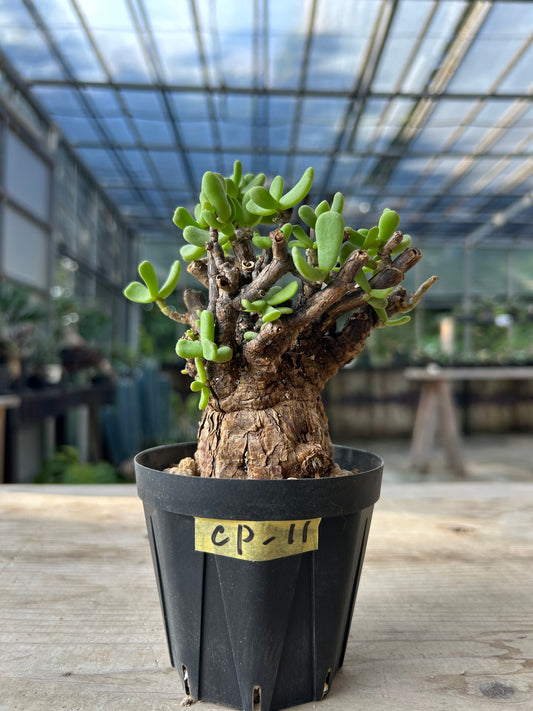 CP-11  ケラリア・ピグマエア