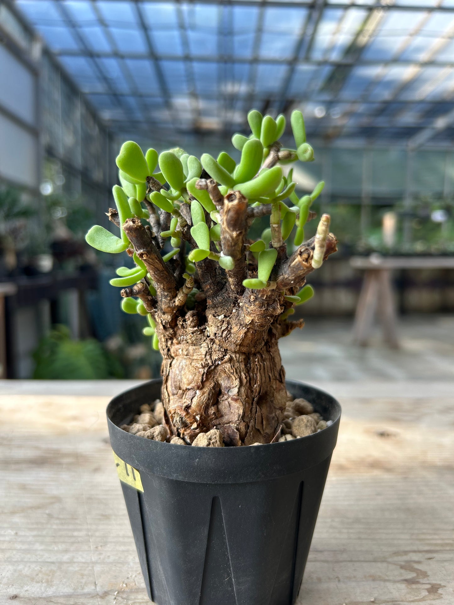 CP-11  ケラリア・ピグマエア