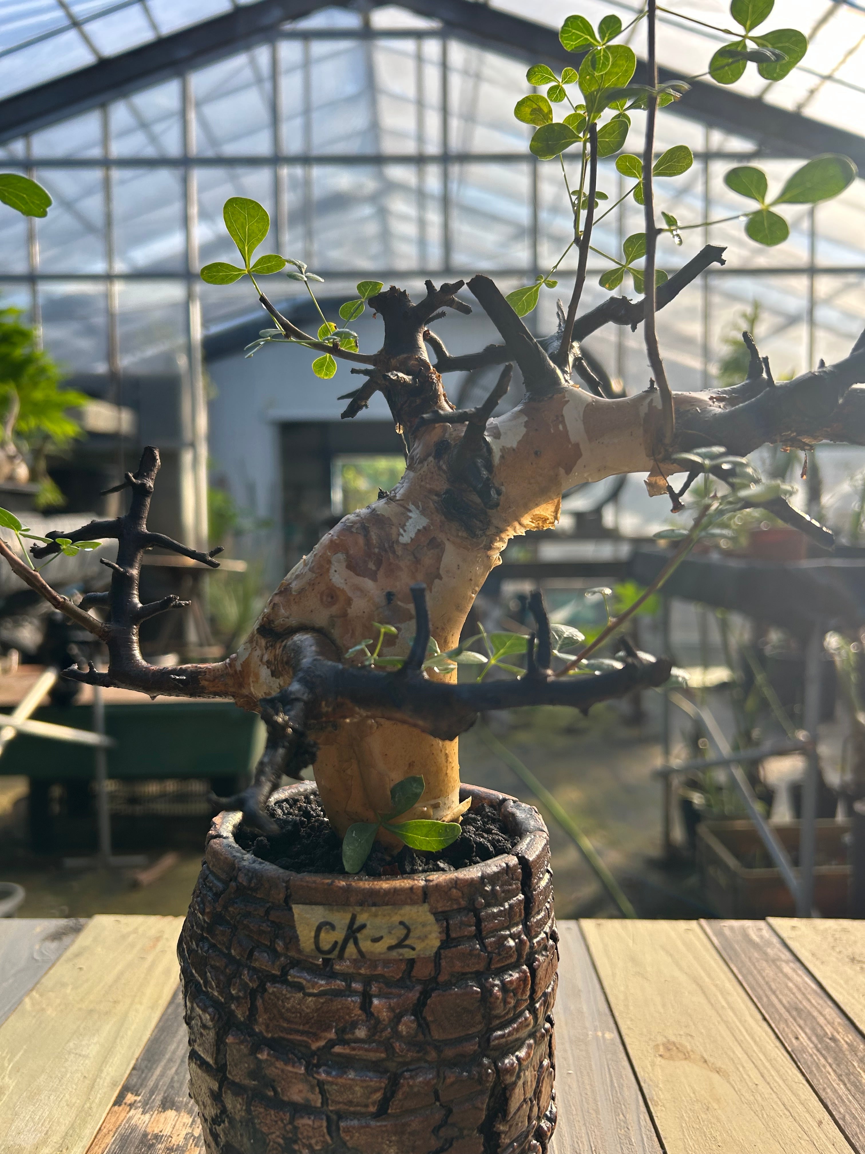 CKー2 コミフォラ カタフ – GOLDEN CAMPOS OKINAWA