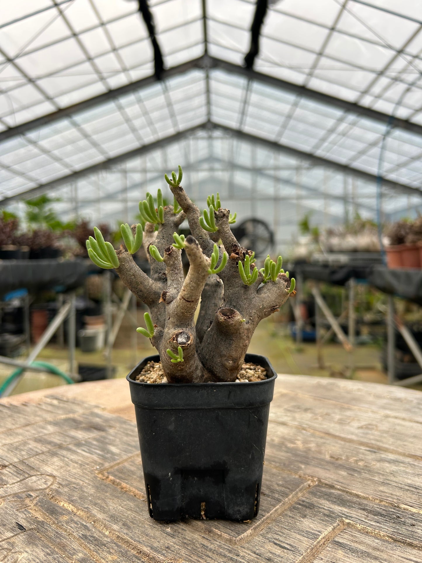 TH-1  チレコドン・ハリー